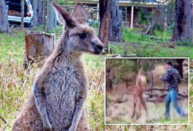 Kinnhaken für Känguru: Zoowärter wird Internet-Berühmtheit