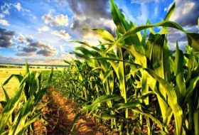 Anomalie auf einem Maisfeld in Russland