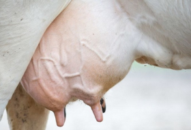 Milchbauern fordern Steuerung der Milchmenge