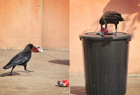Krähe möchte den Müll wegwerfen - VIDEO