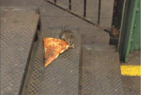 Die “Pizza-Ratte“ begeistert New York - VIDEO 