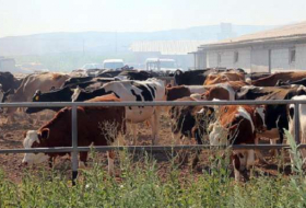Türkei: Pro-Kopf-Rindfleisch-Konsum steigt um über 300 Prozent