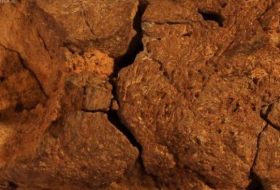 In Sussex versteinertes Dinosaurier-Gehirn gefunden