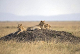 „König der Tiere“ ist in Afrika vom Aussterben bedroht