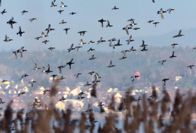 Gefährliche Form der Vogelgrippe am Bodensee